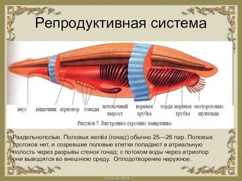 Тип хордовые краткий пересказ. Репродуктивная система ланцетника. половая система ланцетника 7 класс. хордовые ланцетник биология 7 класс. органы размножения ланцетника 7 класс.