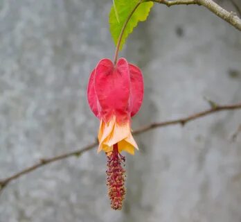 Red bells