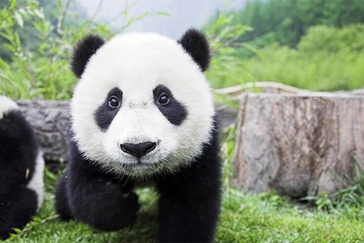 Jean Michel Panda (@Jeanmichelpanda) on X Giant panda, Panda bear, Panda