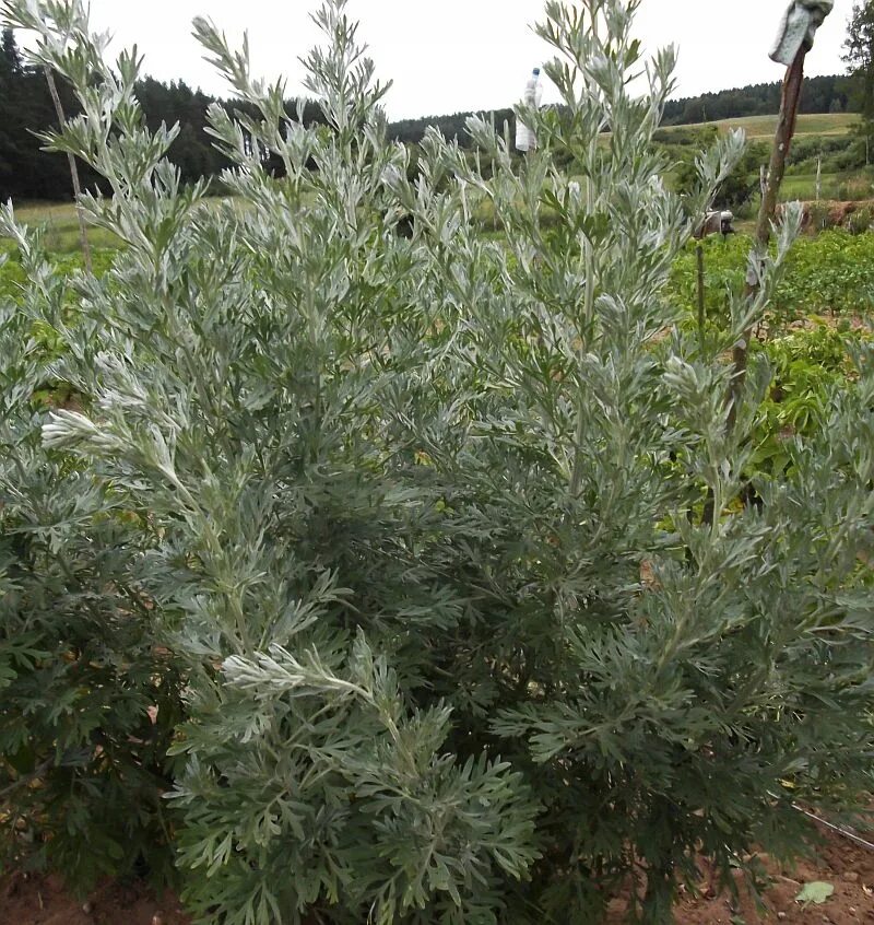 Полынь стеллера silver brocade. Полынь artemisia arborescens powis. Полынь всходы. Посадка полыни семенами. Полынь стеллера (artemisia stelleriana).
