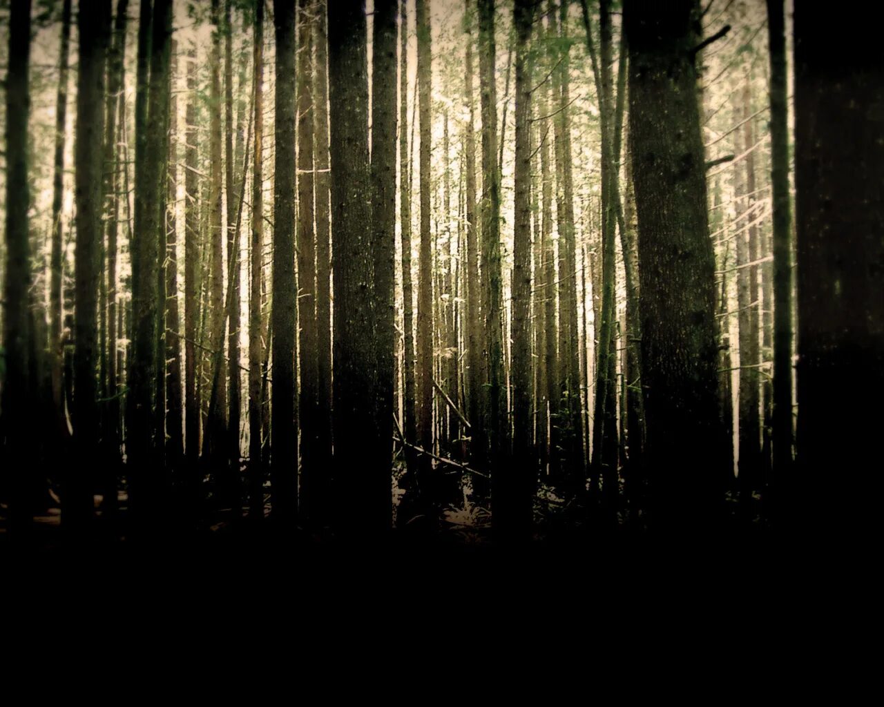 Разбойники в лесу. Лес копий. Лес днд арт. Лес стволы деревьев. Лес копий.