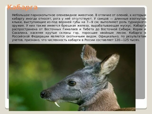 Какие отношения складываются между кабаргой и оленем