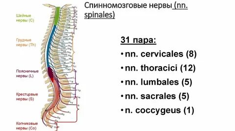 Число спинномозговых нервов спинного мозга