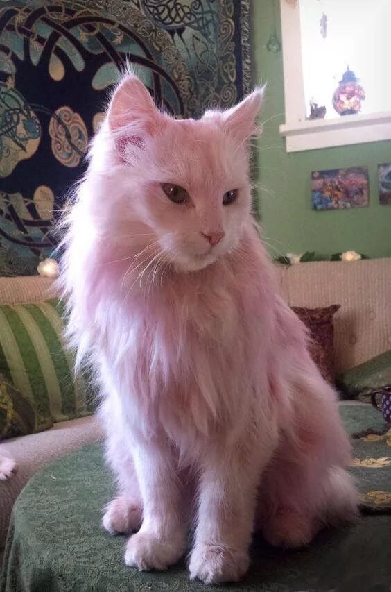 Розовая кошка. Розовый котенок. Кошечка с розовыми волосами. Розовые кошки порода. Розовый котик.