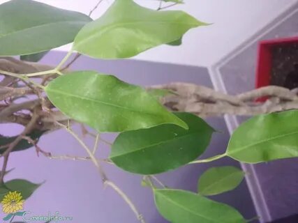 У бенджамина липкие листья что делать