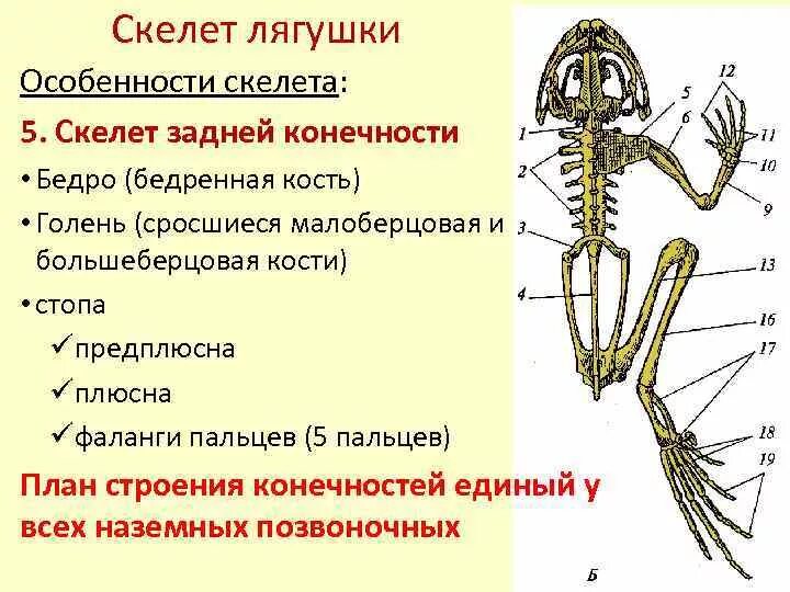 Скелет передних конечностей лягушки. Анатомия земноводных скелет. Скелет амфибий 7 класс. Скелет конечностей амфибий. Скелет земноводных лягушки.