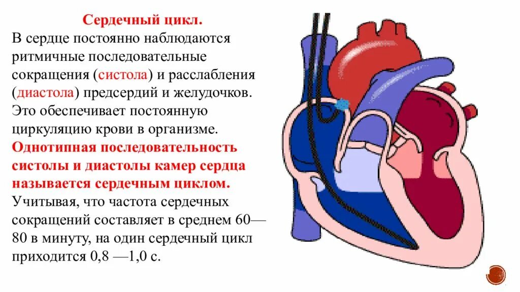 Физиология сердца. Сокращение сердца физиология. Физиология сердечной деятельности. Физиология сердца презентация. Состояние предсердий во время систолы предсердий