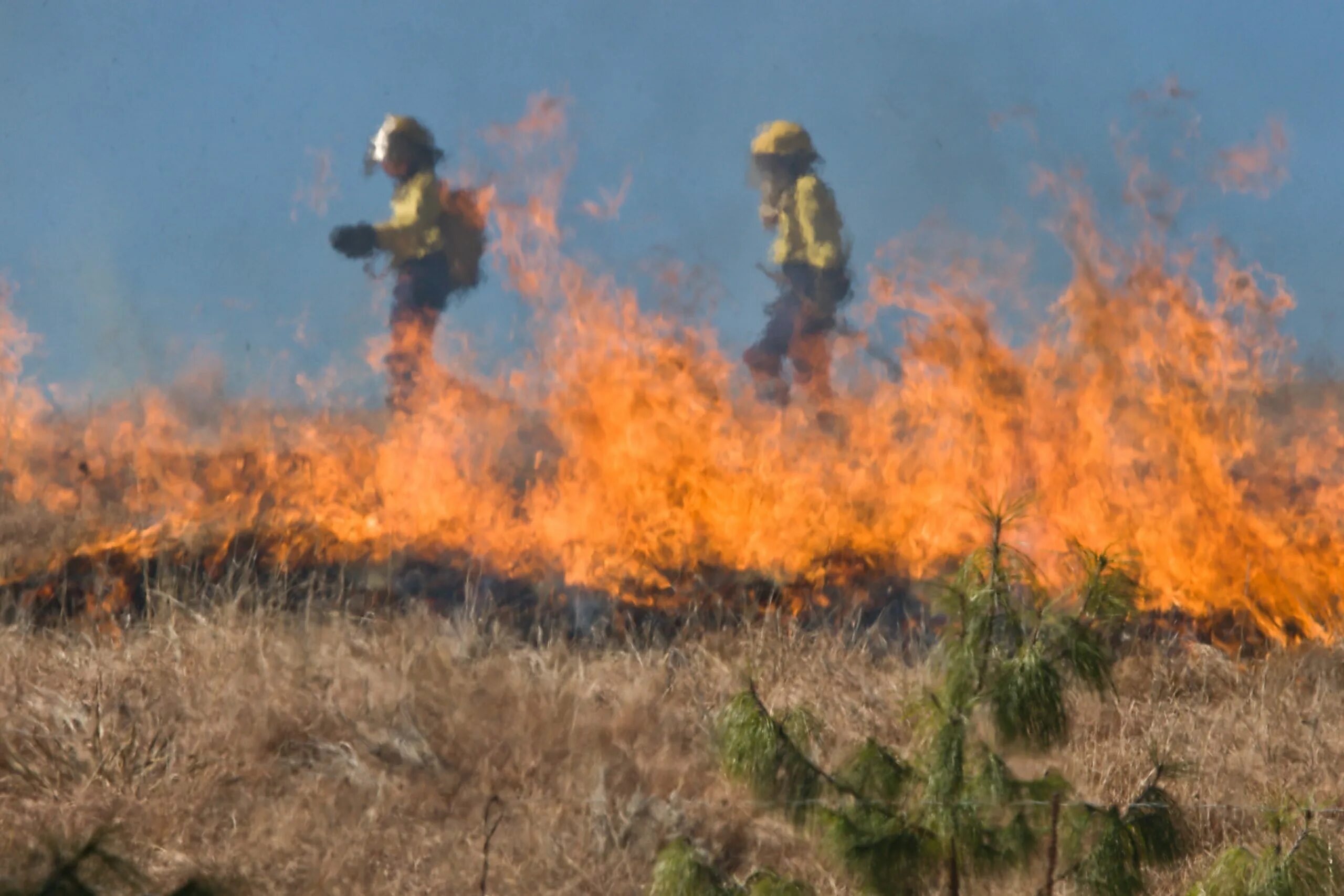 Горит пал. Лесные пожары. Лесные и степные пожары. Пожар фото. Пожар сухой травы.