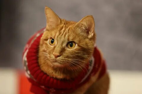 Рыжий котик симба