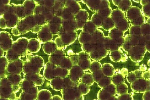 Scientific fields