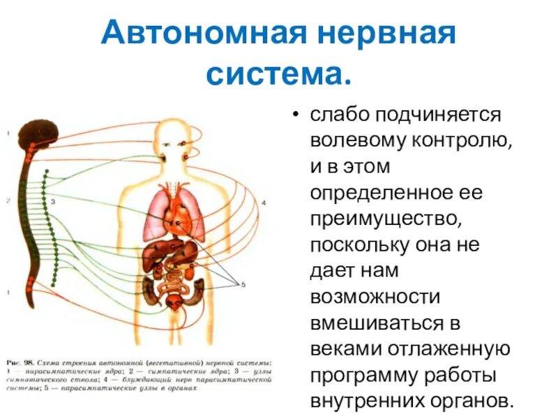 Автономен ли человек. Структура и функции автономной вегетативной нервной системы. Схема вегетативной автономной нервной системы. Вегетативная автономная нервная система анатомия. Вегетативная нервная система состоит из 2 отделов.