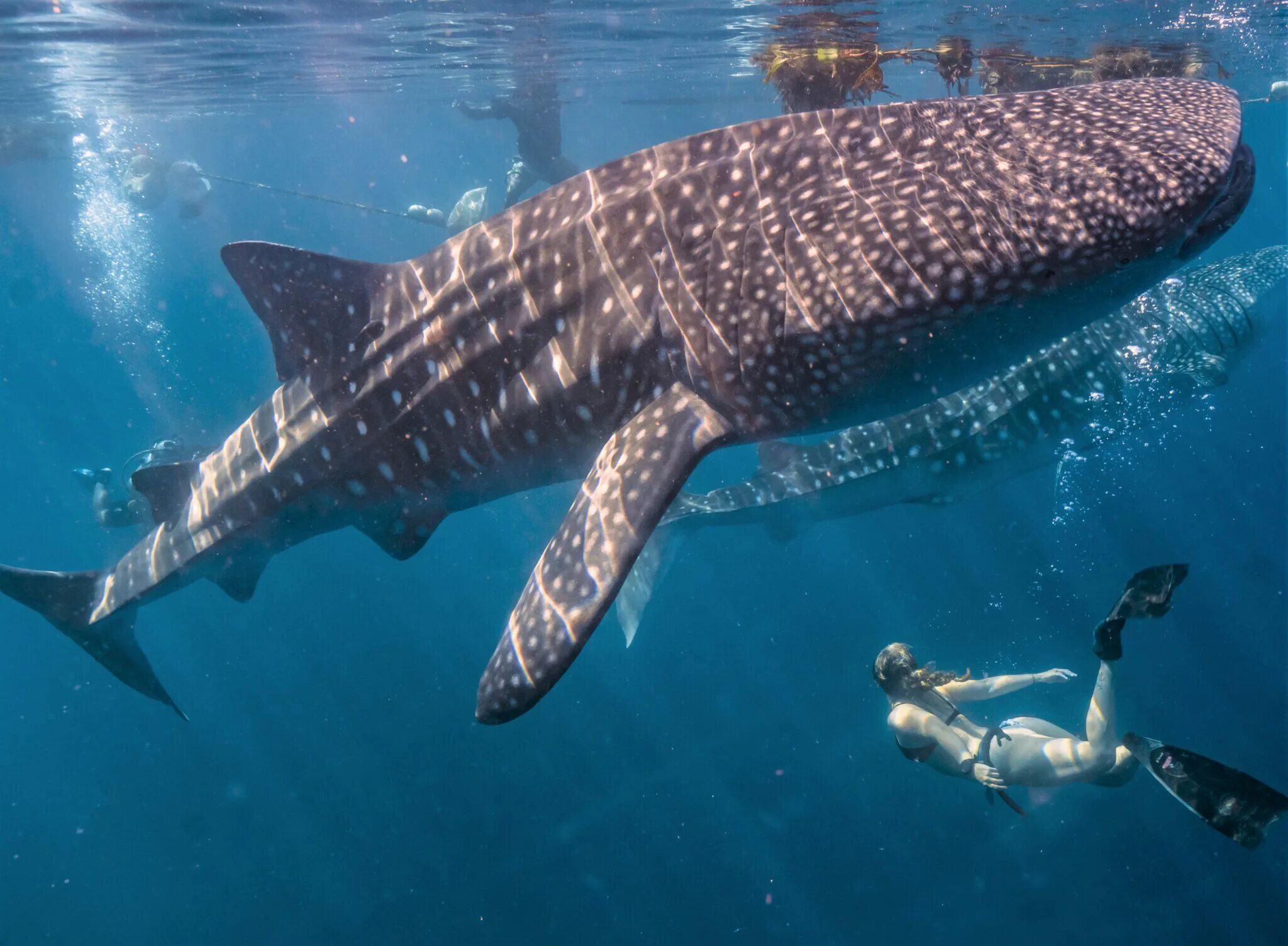 Сама большая акула. Rhincodon typus акула. Гигантская китовая акула. Китовые акулы на Бали. Москвариум китовая акула.