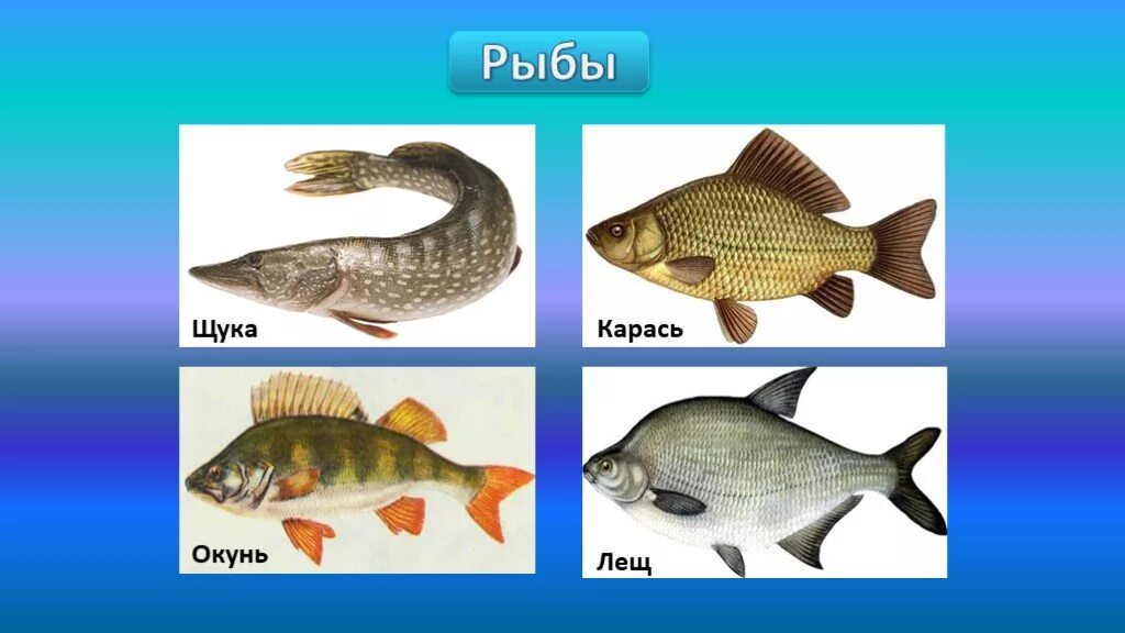 В водоеме обитают разнообразные организмы окунь щука. Судак, уклейка, окунь, ёрш, плотва. Пресноводные рыбы для детей. Рыбы окружающий мир. Речные рыбы для детей.