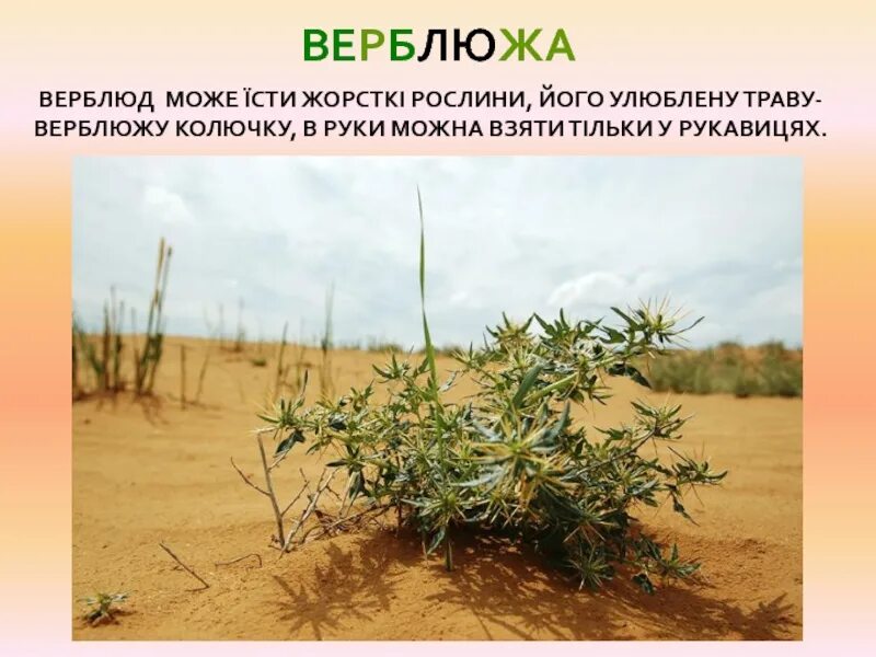 Верблюжья колючка где растет. Верблюжья колючка в пустыне. верблюжья колючка растения пустынь. верблюжья колючка полупустыни. верблюжья колючка африканская.