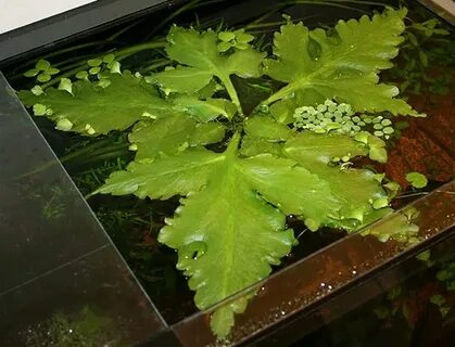 Папоротник водяная капуста