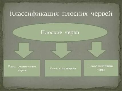 Систематическая группа червей