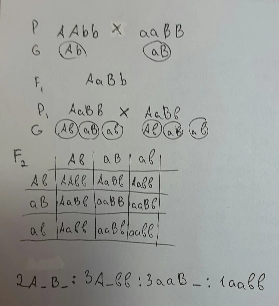 Расщепление по фенотипу 3 1. Расщепление по фенотипу. Аавв аавв расщепление по фенотипу. Aabb = aabb по генотипу и фенотипу. Aabb aabb расщепление по фенотипу.