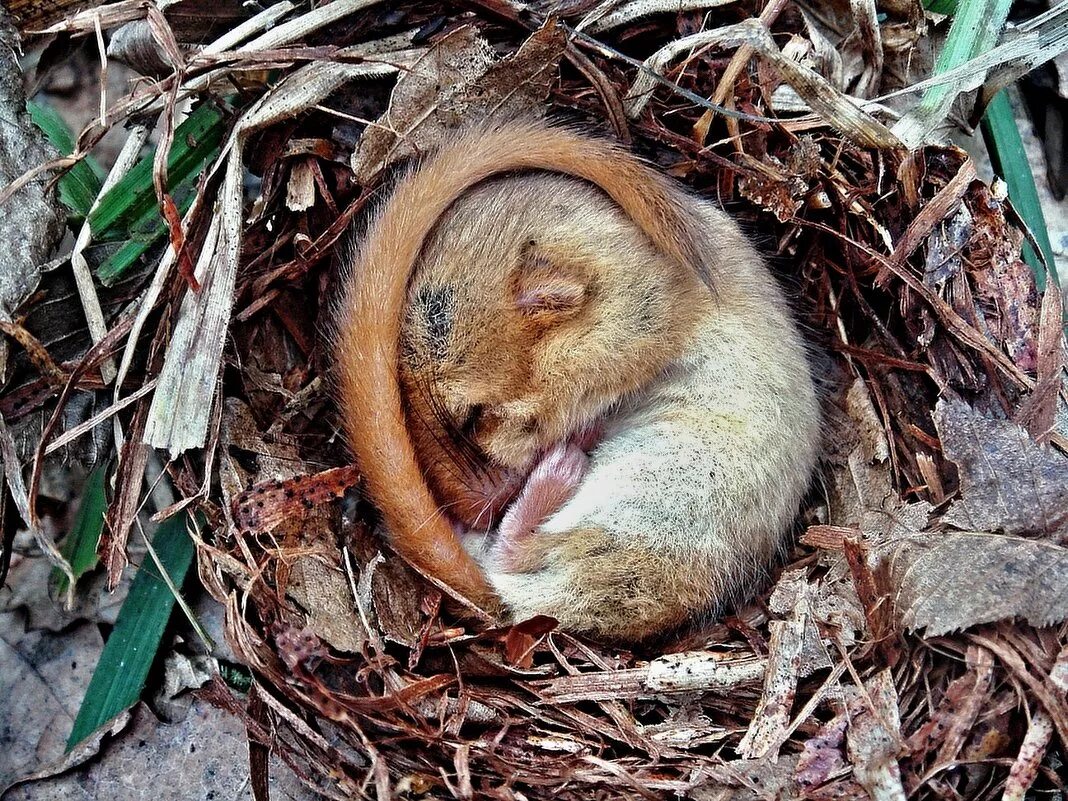 Мыши впадают в спячку зимой. Барсук впадает в зимнюю спячку. Сообщение о животных которые впадают в спячку. Летучая мышь впадает в спячку зимой. Мыши впадают в спячку зимой.