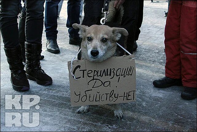 Митинг собака. Митинг в защиту животных. плакат против бродячих собак. митинг защитников животных.