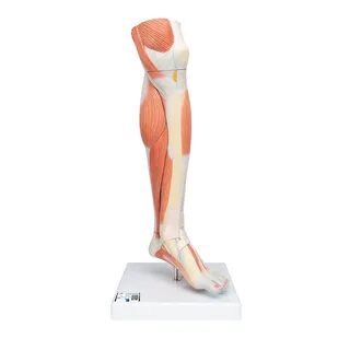Lower leg