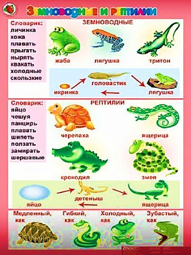 Пресмыкающиеся для дошкольников. Земноводные для дошкольников. Рептилии задания для детей. Земноводные задания для дошкольников.