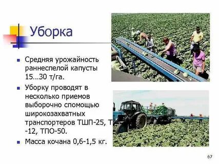 Средняя урожайность 6 класс