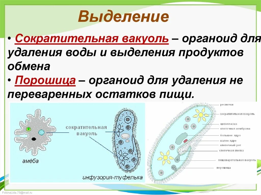 Функции сократительных вакуолей простейших. Функции сократительных вакуолей протистов. Функции сократительной вакуоли. Роль выделительной вакуоли. Инфузория туфелька какой органоид