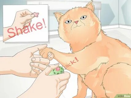 Как научить кота дай лапу