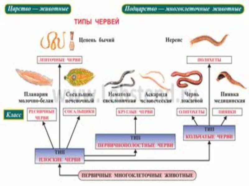 Круглые черви 3 типа. Систематика червей 7 класс. Тип круглые черви систематика. Классификация червей биология. Класмсификация червей био.