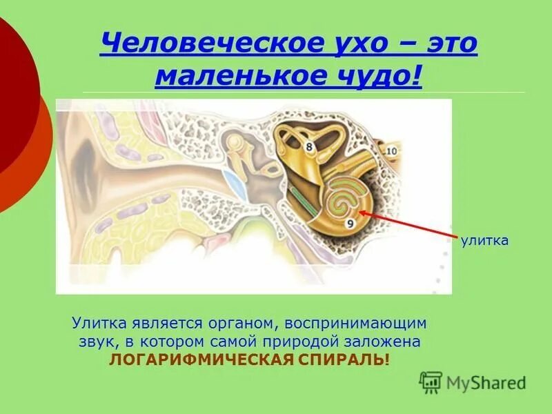 Улитка является органом