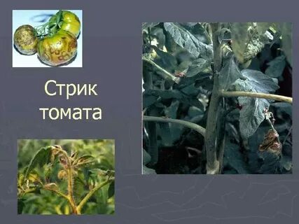 Стрик