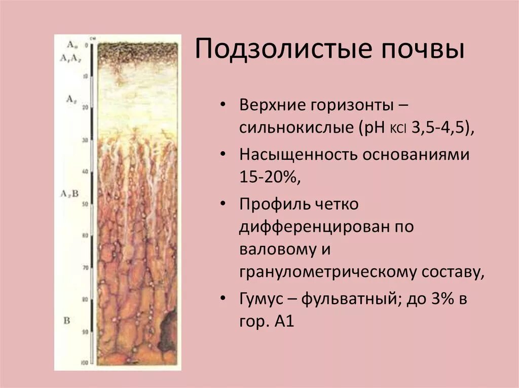 Строение профиля подзолистой почвы. Подзолистые почвы характеристика. Почвенные горизонты подзолистых почв. Гумусовый Горизонт подзолистых почв. Подзолистый тип почв характеристика