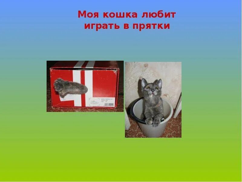 Мой питомец 1 класс. Домашние питомцы презентация 1 класс. наши домашние питомцы презентация 1 класс. презентация про домашнего питомца 1 класс. презентация мои домашние питомцы 1 класс.