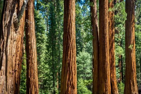 Sequoia from Crescent Meadow (19747514991).jpg. 