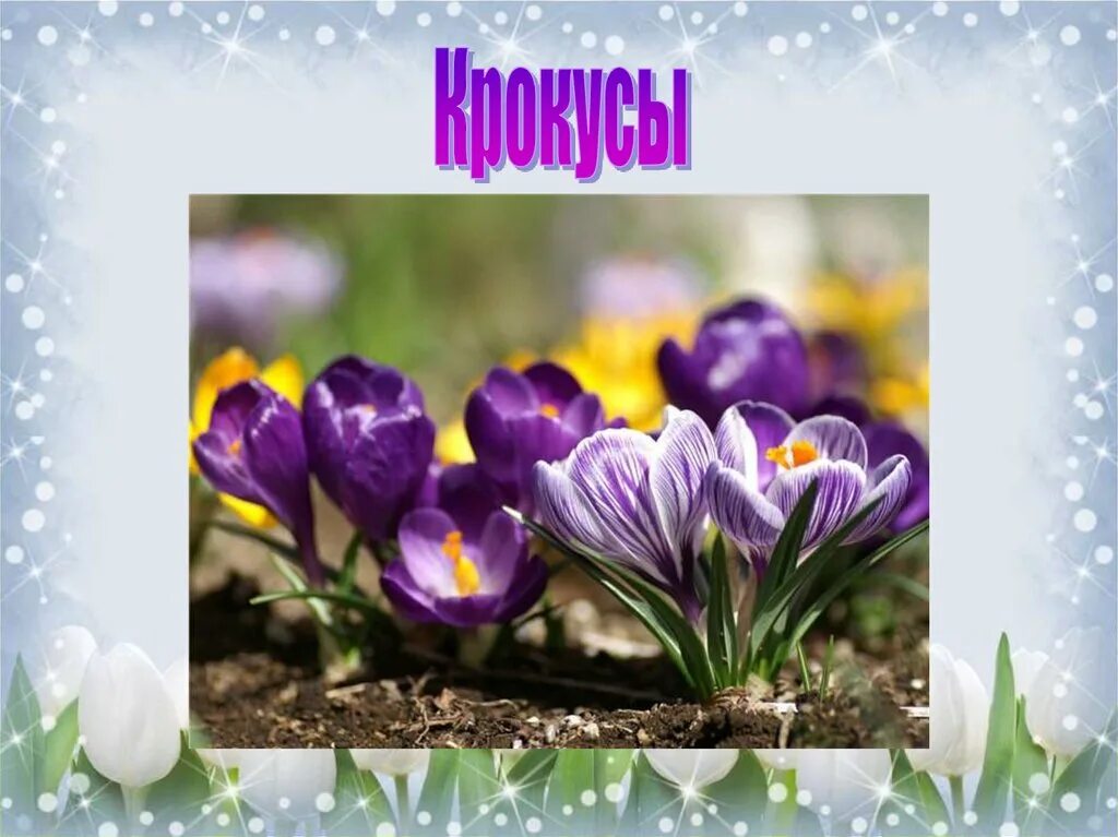 Весенние цветы картинки с надписями. Первоцветы крокусы. Первоцветы Крыма тюльпаны. Первоцвет весенний. Весенние цветы для детского сада.