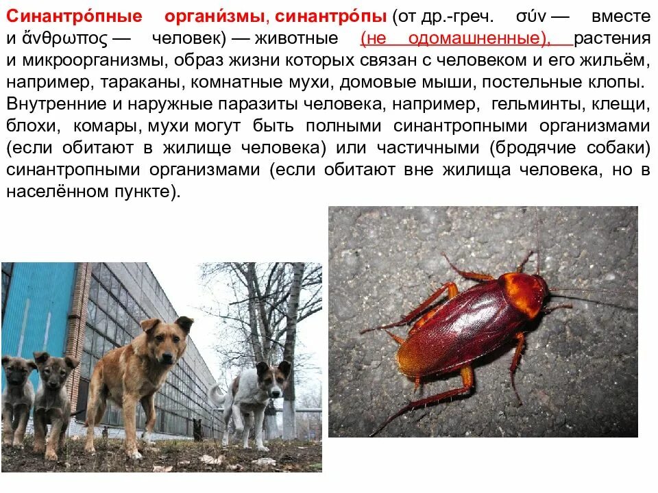 Синантропные организмы это. Виды животных- синантропов. Синантропные организмы это. Синантропный организм. Синантропные виды.