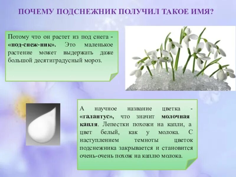 День подснежника. Презентация на тему Подснежник. 19 Апреля день подснежника презентация. Интересные факты о подснежниках.