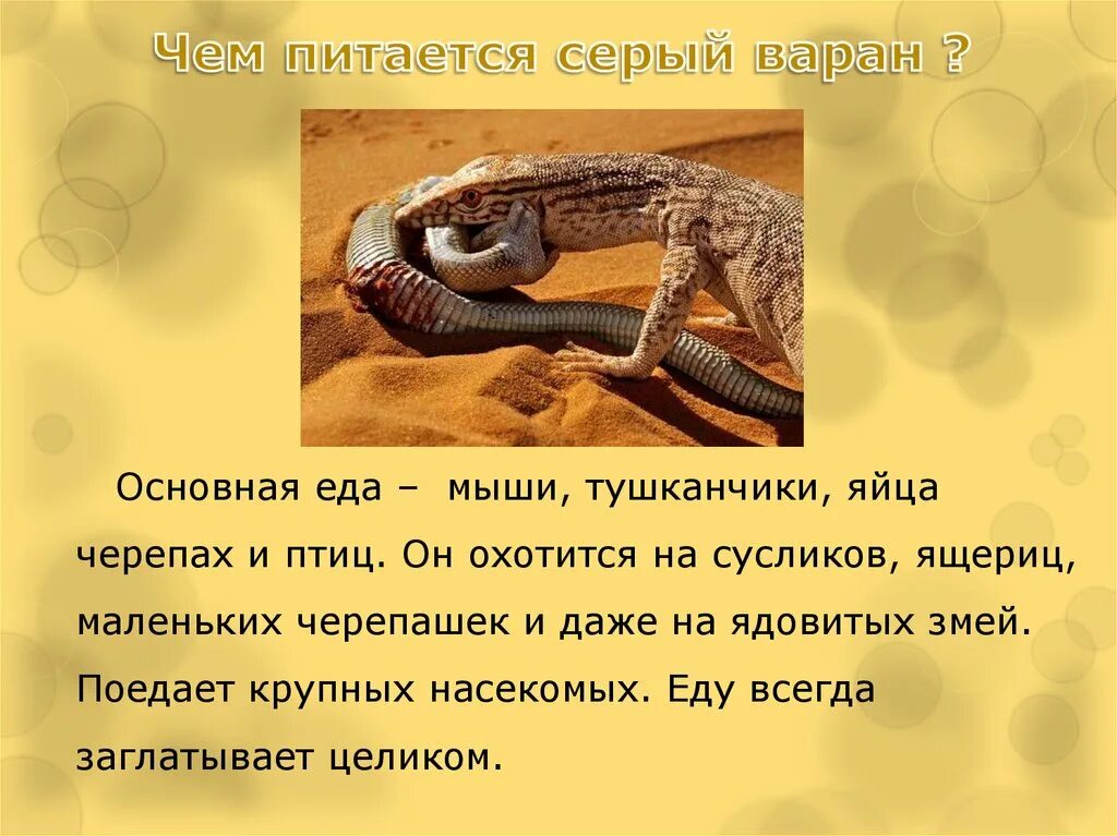 Интересный факт про пресмыкающихся