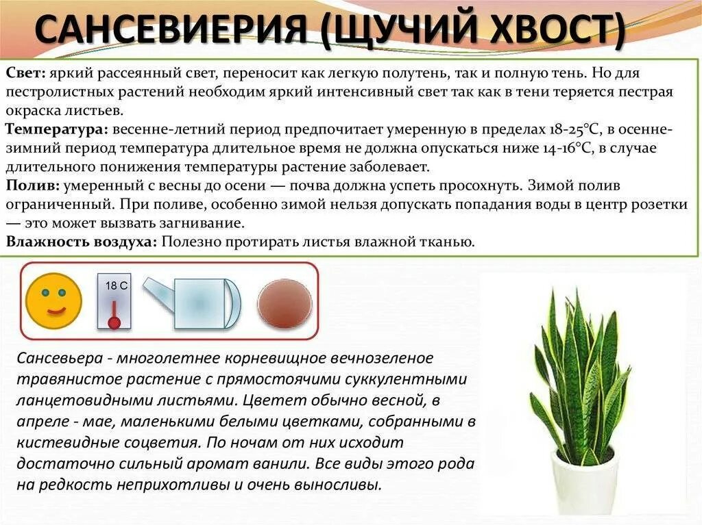 Сансевиерия щучий хвост размножение. Сансевиерия трехполосная (щучий хвост). Сансивьерия «щучий хвост». Сансевиерия щучий хвост черенкование. Щучий хвост пересадка