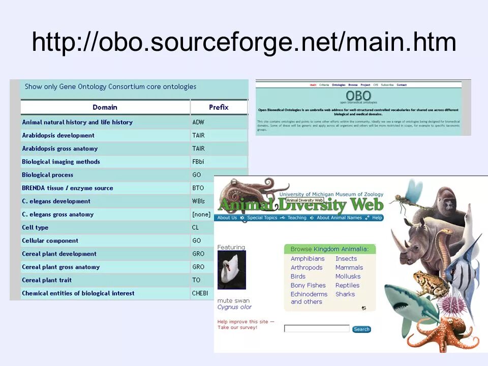 .Net main features. Interesting facts Biology. Main htm