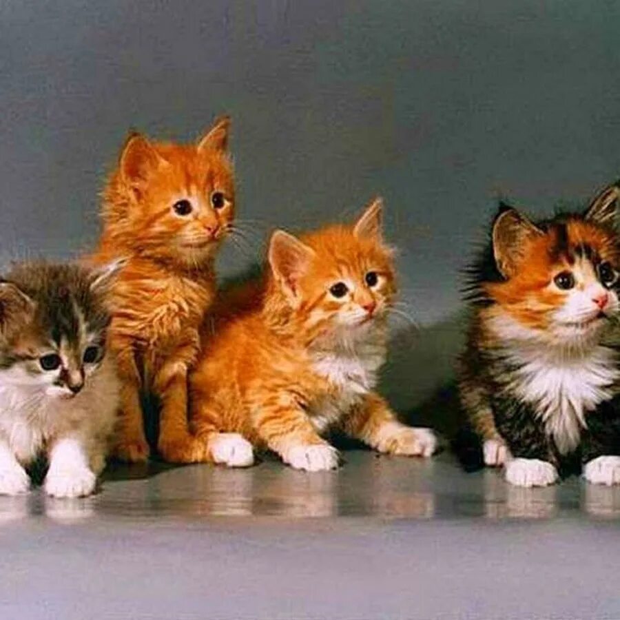 Какие бывают цветом котята. Котята разных пород. маленькие котята разных пород. котята разных цветов. породистые котята.