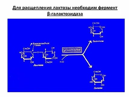 Изучите график зависимости выработки фермента лактазы