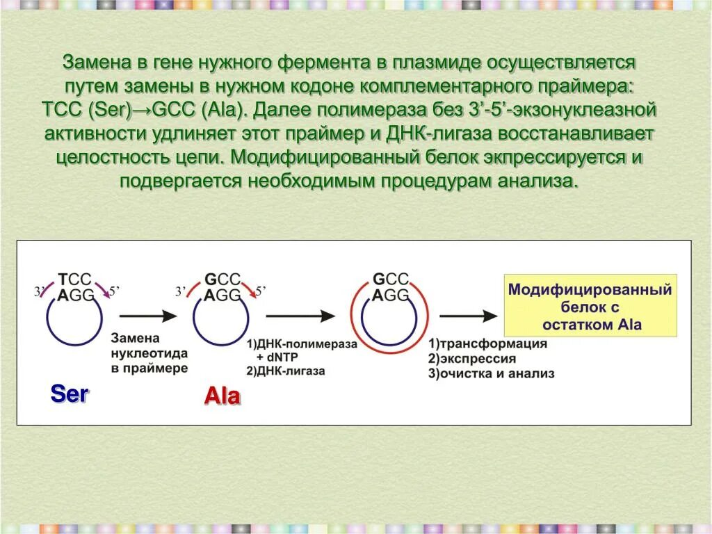 Очистка плазмид. Трансформация плазмидной ДНК. Направленный и ненаправленный мутагенез. Олигонуклеотид направленный мутагенез. ПЦР плазмиды.