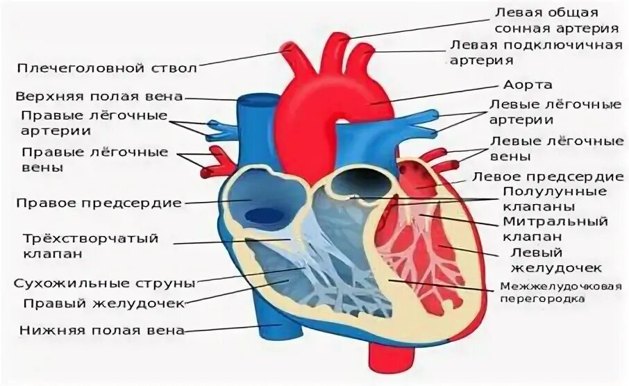 Установите соответствие правое предсердие