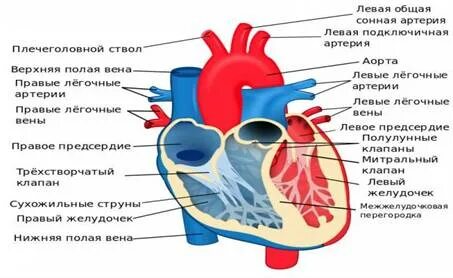 Топография сердца анатомия