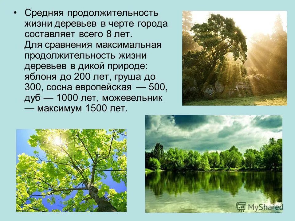 Срок жизни деревьев таблица. Продолжительность жизни дерева слива. Продолжительность жизни деревьев таблица по окружающему миру 1 класс. Продолжительность жизни деревьев ель, липа, береза, дуб. Самая большая продолжительность жизни деревьев.