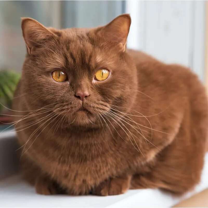 Шоколадная окраска кошек. Британская короткошёрстная циннамон. Кот британец циннамон. Британская кошка окрас циннамон. Шоколадный британец циннамон.