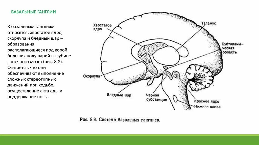 Хвостатое ядро мозга строение. Базальные ядра это подкорковые центры. Ядра таламуса промежуточного мозга. Ядра промежуточного мозга анатомия.