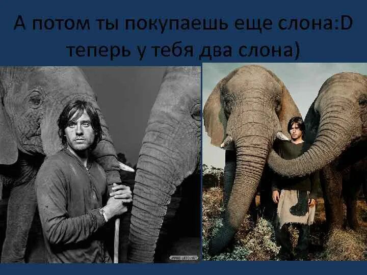 Влюбленные слоны. Слова с двумя слонами. Два слона. Вики ники два слона. Белый слон.