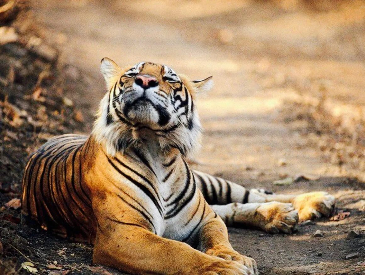 Прикольные тигрята. Тигра фунни. Тигр прикол. Тигр эмоции. Радостный тигр.